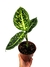 Dieffenbachia 'Reflector' na internet
