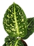 Dieffenbachia 'Reflector' - comprar online