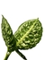 Dieffenbachia 'Reflector' - Folhas Raras