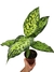Dieffenbachia cf. bowmannii na internet