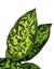 Dieffenbachia cf. bowmannii - comprar online