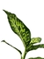 Dieffenbachia cf. bowmannii - Folhas Raras