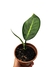 Dieffenbachia sp. 'Big Ben' na internet