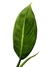 Dieffenbachia sp. 'Big Ben' - Folhas Raras