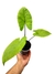 Alocasia 'Black Stem' - comprar online