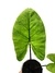 Alocasia 'Black Stem' - Folhas Raras