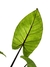 Alocasia 'Black Stem' na internet