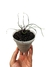 Alocasia 'Flying Squid' - comprar online