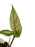 Alocasia scalprum baby - Folhas Raras