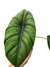 Alocasia puncak borneensis na internet