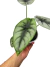 Alocasia reversa na internet