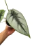 Alocasia reversa - Folhas Raras