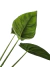 Alocasia reversa - loja online