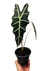 Alocasia X amazonica - comprar online