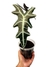Alocasia sanderiana - comprar online