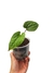 Anthurium 'Sirih' (Anthurium luxurians X Anthurium radicans) - baby - comprar online