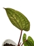 Anthurium 'Sirih' (Anthurium luxurians X Anthurium radicans) - baby - loja online