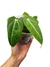 Anthurium villenaorum - comprar online