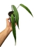 Philodendron holtonianum baby - comprar online