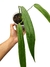 Philodendron holtonianum baby na internet