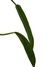 Philodendron holtonianum baby - Folhas Raras