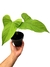 Anthurium balaoanum - comprar online