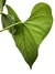 Anthurium balaoanum na internet
