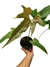 Anthurium pedatum M - comprar online