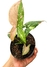 Syngonium 'Red Spot Tricolor' - comprar online