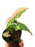 Syngonium 'Red Spot Tricolor' na internet
