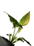 Syngonium 'Red Spot Tricolor' - Folhas Raras