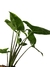 Syngonium 'Panda' P - Folhas Raras