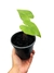 Anthurium marcusianum baby - comprar online