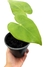 Anthurium marcusianum baby na internet