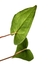 Anthurium marcusianum baby - Folhas Raras
