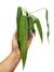 Anthurium pallidiflorum P - comprar online