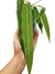 Anthurium pallidiflorum P na internet