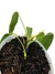 Anthurium pallidiflorum P - Folhas Raras