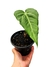 Anthurium x macrolobium 'Batman' P - comprar online