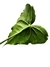 Anthurium x macrolobium 'Batman' P na internet