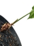 Anthurium x macrolobium 'Batman' P - Folhas Raras
