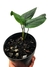 Monstera cf. pinnapartita 'Dark Form' - comprar online