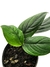 Monstera cf. pinnapartita 'Dark Form' na internet