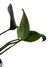 Monstera cf. pinnapartita 'Dark Form' - Folhas Raras