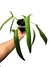 Philodendron holtonianum - comprar online