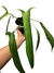 Philodendron holtonianum na internet