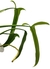 Philodendron holtonianum - Folhas Raras