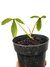 Philodendron barrosoanum - comprar online