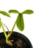 Philodendron barrosoanum na internet