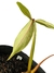 Philodendron barrosoanum - Folhas Raras